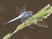 J19_2681 Orthetrum caledonicum male